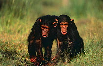 Chimpanzee {Pan troglodytes} orphans 'Nika' and 'Tess' hugging whilst walking, Sweetwaters Chimpanzee Sanctuary, Kenya