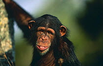 Chimpanzee {Pan troglodytes} orphan 'Sophie', Sweetwaters Chimpanzee Sanctuary, Kenya