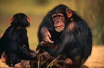 Chimpanzee {Pan troglodytes} orphan 'Sophie', with other juvenile orphans, Sweetwaters Sanctuary, Kenya