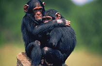 Chimpanzee {Pan troglodytes} orphans Kisa & Bahati hugging, Sweetwaters Chimp Sanctuary, Kenya
