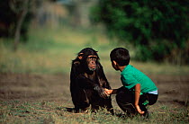 Child shakes hand with Chimpanzee orphan, Sophie (Pan troglodytes) Sweetwaters Chimp Sanctuary, Kenya