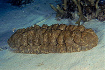 Sea cucumber (Stichopus sp.). Indo-Pacific ocean