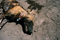 Tranquillised African wild dog with radio collar (Lycaon pictus) Serengeti NP, Tanzania