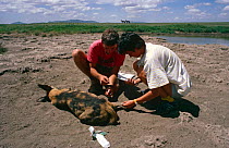 Tranquillised African wild dog being fitted with radio collar (Lycaon pictus) Serengeti NP, Tanzania