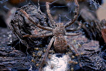 Huntsman spider with newly emerged young. (Heteropoda venatoria) Melbourne, Australia
