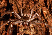 Huntsman spider (Heteropoda venatoria) Melbourne, Australia