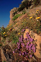 Wild flowers on rocky hillside Lesbos, Greece, Europe