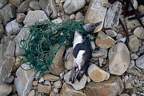 Black footed penguin {Spheniscus demersus} killed by fishing nets.