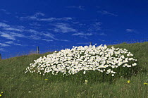 Cluster of Marguerite / Ox-eye daisies (Leucanthemum vulgare) growing in grassland, Orkney, Scotland