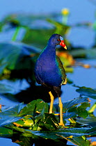American purple gallinule, Florida Everglades, USA