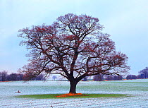 English oak tree (Quercus robur) in field (January) Derbyshire, UK. Seasons sequence, winter
