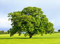 Oak tree in field (Quercus robur) Derbyshire, UK. Sequence, May