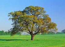 Oak tree (Quercus robur) in field, Derbyshire, UK. sequence, March
