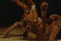 King baboon spider in defensive posture (Citharischius crawshayi)  tarantula spider. Tsavo NP, Kenya