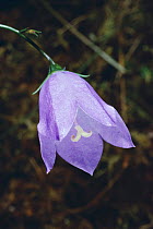 Harebell flower Scotland (Campanula rotundifolia)