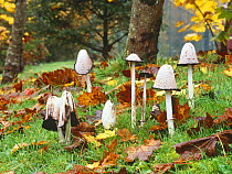 Shaggy ink caps fungi (Coprinus comatus) in various stages of deliquescence, Killykeen forest, Co Cavan, Republic of Ireland