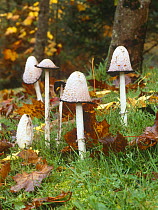 Shaggy ink caps fungi in woodland (Coprinus comatus) Killykeen forest, Co Cavan, Republic of Ireland