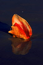 Queen conch shell (Strombus gigas) on beach. Florida, USA