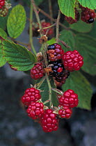Unripe Blackberries on bush. (Rubus plicatus) UK
