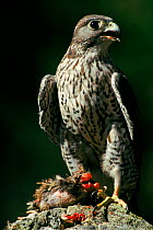 Gyrfalcon (Falco rusticolus) with prey. Captive