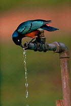 Superb starling (Lamprotornis superbus) drinking from tap, Kenya, Africa