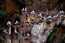 Kittiwakes nesting on cliff, Newfoundland, Canada