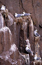 Kittiwakes nesting on cliff (Rissa tridactyla) Canada St Lawrence gulf