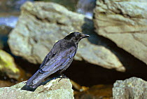 Carrion crow  (Corvus corone) Exmoor, UK. Devon