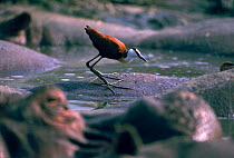 African jacana hunts for food on Hippo's skin, Virunga NP, Central Africa
