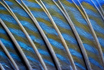 Close-up of Bluespine unicornfish dorsal fin (Naso unicornis) Australia, Great Barrier Reef