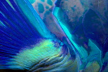 Pacific steephead parrotfish (Chlorurus / Scarus microrhinos) close-up of skin and fin detail, Australia Great barrier reef