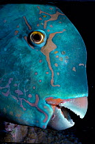 Pacific steephead parrotfish (Chlorurus / Scarus microrhinos) head and mouth close-up. Australia - Great Barrier reef