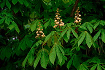 Horse chestnut (Aesculus hippocastanum) in flower, Spain Alicante