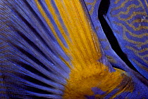 Pecotral fin of Eyestripe surgeonfish (Acanthurus dussumieri) close-up detail, Great barrier reef