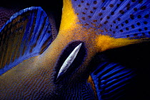 Close-up of knife-like marking at base of tail on Eyestripe surgeonfish (Acanthurus dussumieri) Great barrier reef