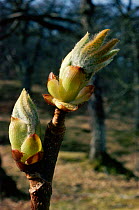 Horse chestnut opening buds (Aesculus hippocastanum) UK