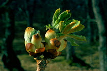 Horse chestnut (Aesculus hippocastanum) opening buds. Sequence 1/2. UK, Europe