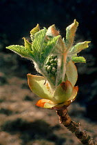 Horse chestnut (Aesculus hippocastanum) opening buds. Sequence 2/2. UK, Europe