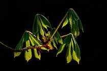 Horse chestnut (Aesculus hippocastanum) leaves in spring, Germany