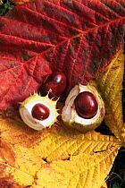 Horse chestnut fallen seeds (Aesculus hippocastanum) UK Conkers