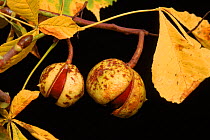 Horse chestnut (Aesculus hippocastanum) ripe seeds (conkers). Poland, Europe