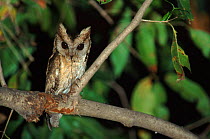 Collared scops owl. Bharatpur Keoladeo National Park, India