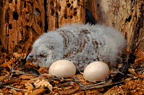 Newly hatched Tawny owl chick in nest with eggs. Poland