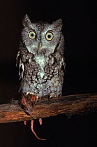Eastern screech owl with rodent prey USA