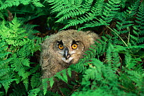Eagle owl {Bubo bubo} chick amongst Bracken, Poland.