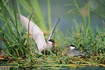 Whiskered tern pair at nest, France