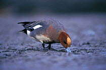 European wigeon drake feeding on mud flats (Ansas penelope) UK Scotland, Montrose Basin