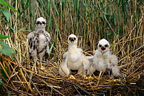 Marsh harrier (Circus aeruginosus) chicks in the nest Poland Kozienicki NP