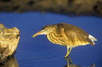 Squacco heron (Ardeola ralloides) hunting for prey in water,  Kgaladadi Transfrontier NP, South Africa