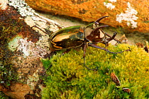 Elephant beetle (Dynastinae) male Philippines Mount Apo NP